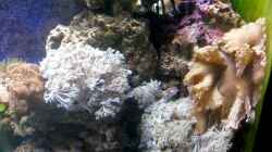 Besatz im Aquarium Mein kleines Riff