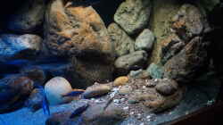 Dekoration im Aquarium Malawi 2 (aufgelöst, nur noch Beispiel )