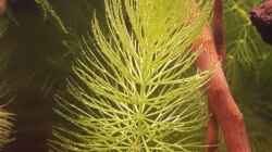 Ceratophyllum demersum (Hornkraut)
