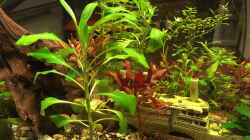 Pflanzen im Aquarium Becken 33922 Ceylons Raumteiler