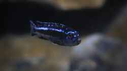 Melanochromis cyaneorhabdos m