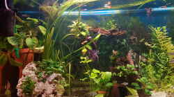 Pflanzen im Aquarium 450 Liter