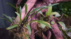 Links: Masdevallia lilacina, rechts: Masdevallia triangularis aufgebunden mit Sphagnum-Moos