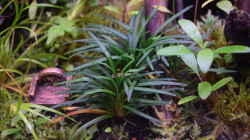 ophiopogon japonicum