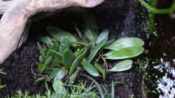 Pyrrosia piloselloides