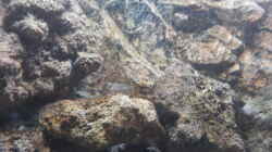 Besatz im Aquarium Tanganjika 125