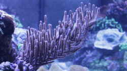 Pflanzen im Aquarium Meerwasseraquarium