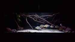 Aquarium Amazonas klarwasser Biotop