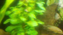 Pflanzen im Aquarium Becken 3495