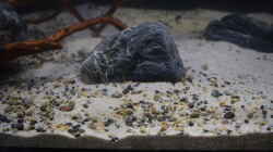 Quarzsand 0,1 - 0,5 mm mit ADA Gravel-Kieselchen als Bodengrund