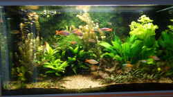 Aquarium Regenbogenfische