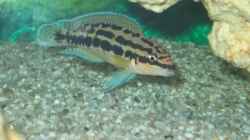 Julidochromis Ornatus ´Kapampa´
