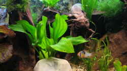 Pflanzen im Aquarium Becken 3583