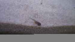 Melanochromis maingano Jungtier