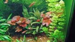Pflanzen im Aquarium Becken 3630