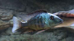 Fossorochromis rostratus m