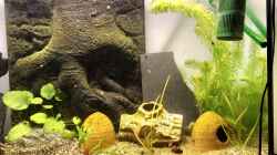 Meine jungen Pelvicachromis sacrimontis RED tummeln sich im Becken... Morgens um