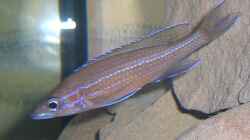 Paracyprichromis Blue Neon