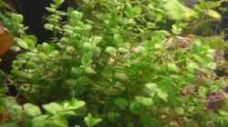 Micranthemum umbrosum