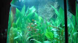 Aquarium Becken 3881