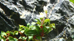 Bucephalandra sp. ´Lamandau Mini Red´ (In Woche 3 eingesetzt)