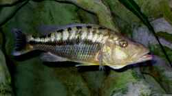 Tyrannochromis maculiceps WF (Weib)