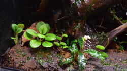 Episcia dianthiflora + Bucephalandra