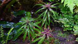 Cryptanthus microglazioui