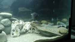 Besatz im Aquarium Becken 413