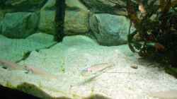 Besatz im Aquarium Becken 4168