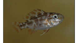 Nimbochromis Polistigma 2cm