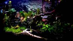 Aquarium Wald Lichtung
