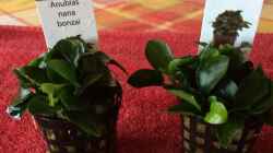23.03.2020 zwei neue Anubias nana bonsai für die neue Wurzel