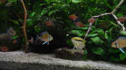 Besatz im Aquarium Amazonas 390