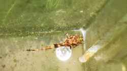 ??berraschender Fund beim Wasserwechsel: Hexenwels-Junge (ca. 8 mm) 