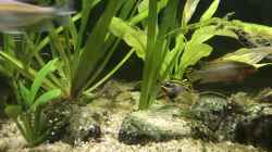 08.11.23 Pelvicachromis teaniatus nigeria rot Paar
