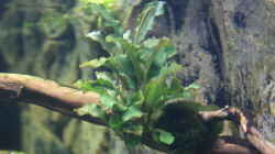 Bucephalandra pygmaea ´wavy Green´ + mit Mooskugel befestigt
