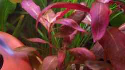 Pflanzen im Aquarium Becken 4478