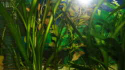 Pflanzen im Aquarium Becken 4483