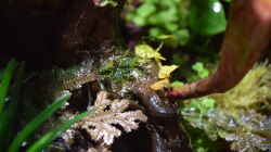 Selaginella ssp., Ficus pumila var. Mini