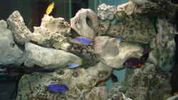 Dekoration im Aquarium Becken 4511