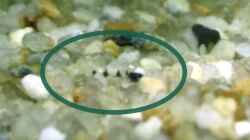 Corydoras hastatus Nachwuchs ca. 2/3 Tage alt, ca. 2 mm