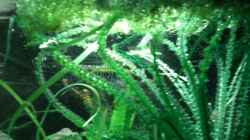 Pflanzen im Aquarium Becken 4658