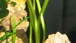 Pflanzen im Aquarium Becken 4795