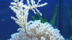 Dekoration im Aquarium Becken 4934