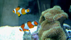 Besatz im Aquarium Becken 4934