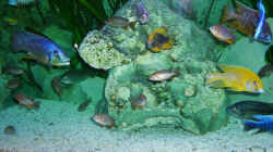 Dekoration im Aquarium Becken 5414
