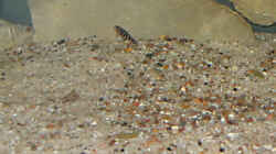 zwei Generationen Julidochromis Nachwuchs