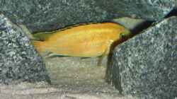 Labidochromis Caeruleus Männchen in seiner Höhle