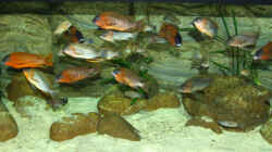 Besatz im Aquarium Becken 5798